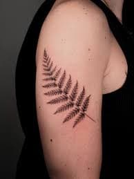 Fern Leaf